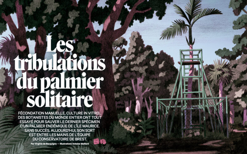 Les tribulations du palmier solitaire – XXI