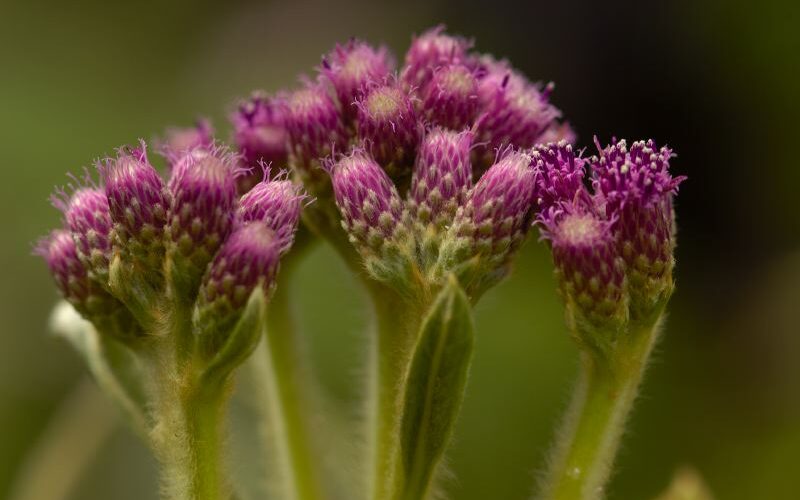 Un sanctuaire pour les plantes menacées d’extinction – RFI