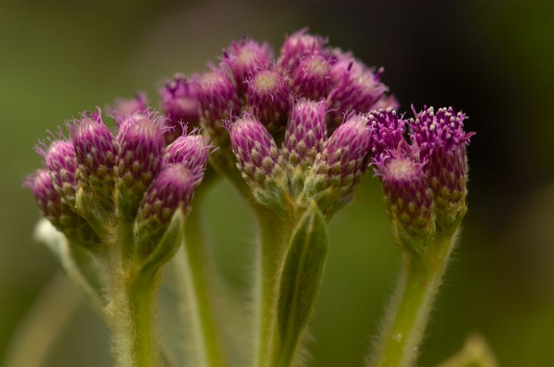 Un sanctuaire pour les plantes menacées d’extinction – RFI