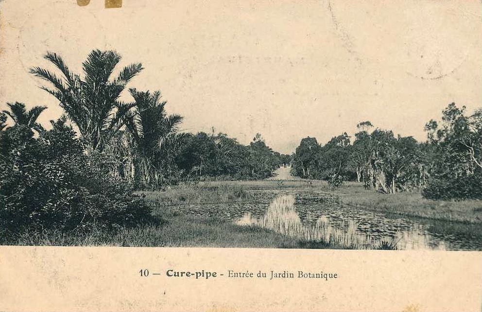 Les tribulations du palmier solitaire - revue XXI