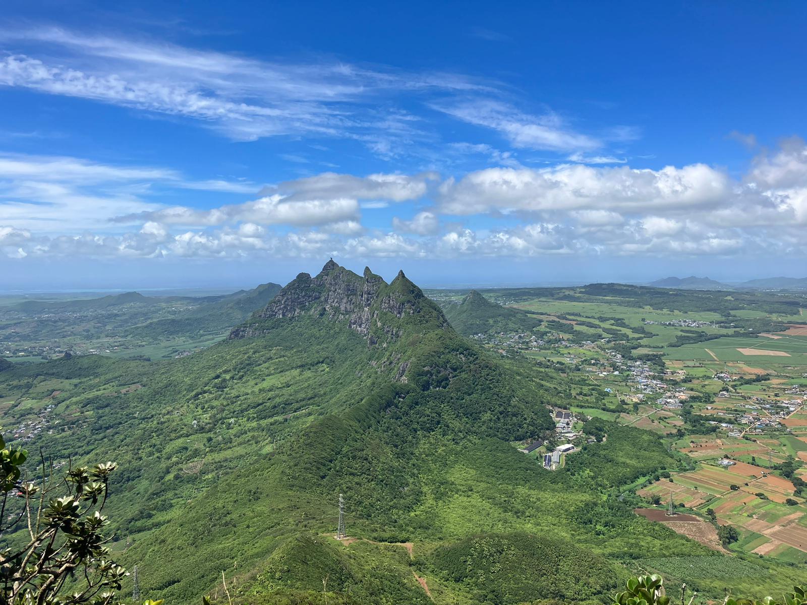 Les tribulations du palmier solitaire - revue XXI