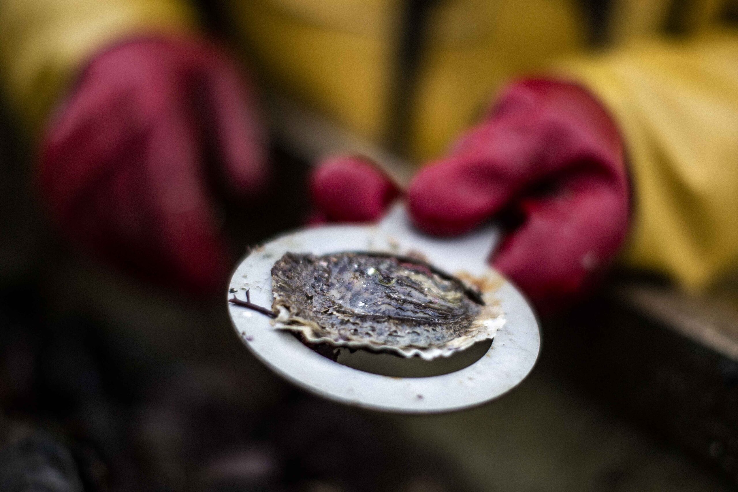 Nedjma-Berder-Falmouth-oysterboats