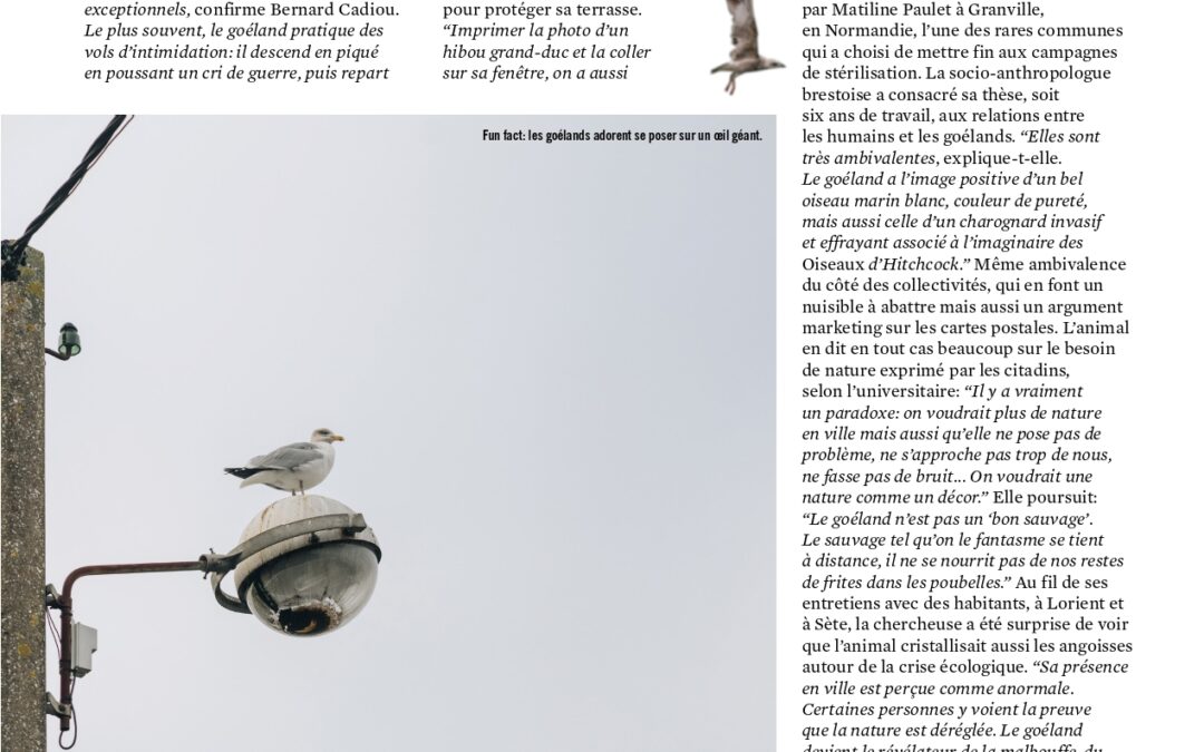 Opération Goélands – Society