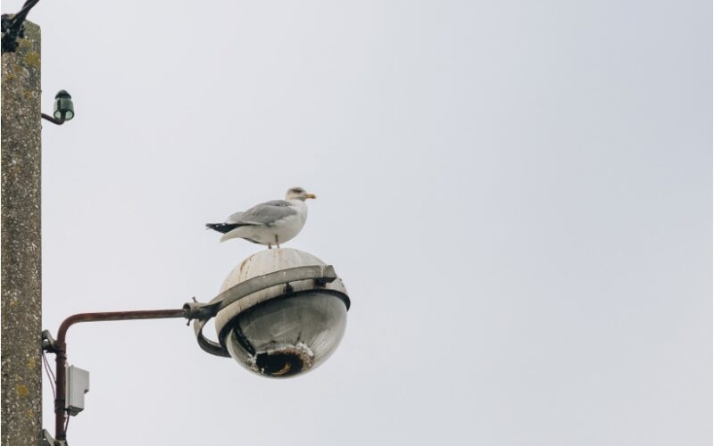 Opération Goélands – Society