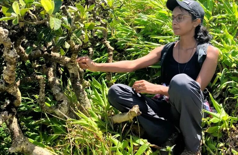 Reportage sur les forêts menacées de Maurice – RTS