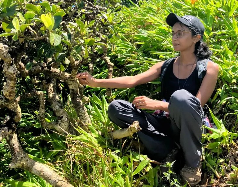 Reportage sur les forêts menacées de Maurice – RTS